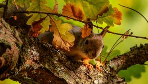 Preview wallpaper squirrel, tree, oak, leaves, branches