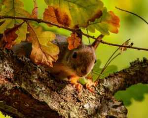 Preview wallpaper squirrel, tree, oak, leaves, branches