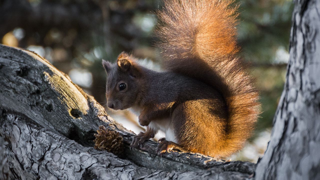 Wallpaper squirrel, tree, pine cone, bushy tail