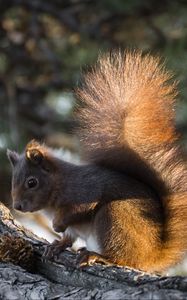 Preview wallpaper squirrel, tree, pine cone, bushy tail