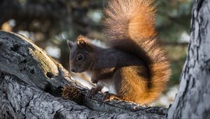 Preview wallpaper squirrel, tree, pine cone, bushy tail