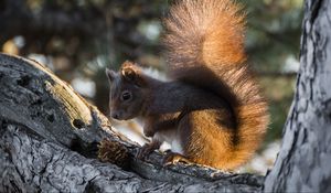 Preview wallpaper squirrel, tree, pine cone, bushy tail