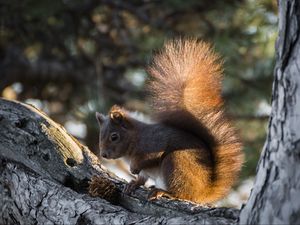 Preview wallpaper squirrel, tree, pine cone, bushy tail