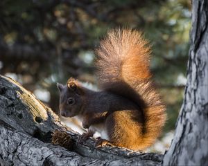 Preview wallpaper squirrel, tree, pine cone, bushy tail