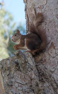 Preview wallpaper squirrel, tree, rodent