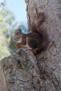 Preview wallpaper squirrel, tree, rodent