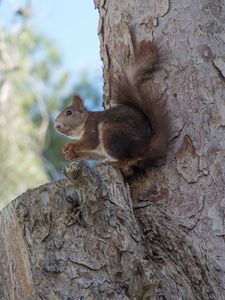 Preview wallpaper squirrel, tree, rodent