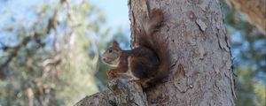 Preview wallpaper squirrel, tree, rodent