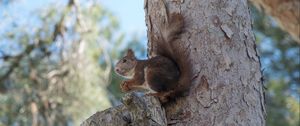 Preview wallpaper squirrel, tree, rodent
