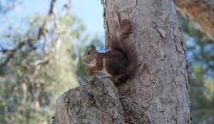 Preview wallpaper squirrel, tree, rodent