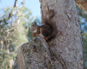 Preview wallpaper squirrel, tree, rodent
