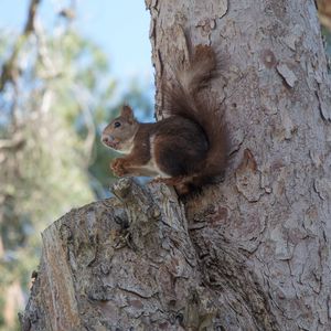 Preview wallpaper squirrel, tree, rodent