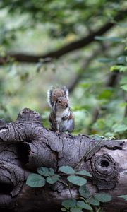 Preview wallpaper squirrel, tree, rodent, sits