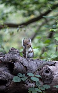 Preview wallpaper squirrel, tree, rodent, sits