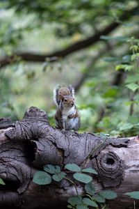 Preview wallpaper squirrel, tree, rodent, sits