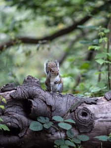 Preview wallpaper squirrel, tree, rodent, sits