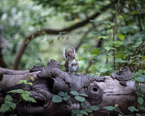 Preview wallpaper squirrel, tree, rodent, sits