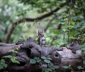 Preview wallpaper squirrel, tree, rodent, sits