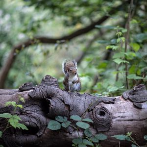 Preview wallpaper squirrel, tree, rodent, sits