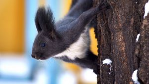 Preview wallpaper squirrel, tree, snow, crawl