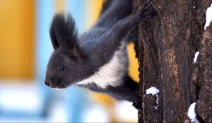 Preview wallpaper squirrel, tree, snow, crawl