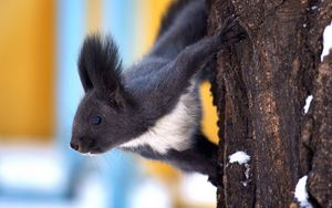 Preview wallpaper squirrel, tree, snow, crawl