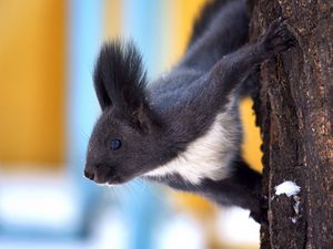 Preview wallpaper squirrel, tree, snow, crawl