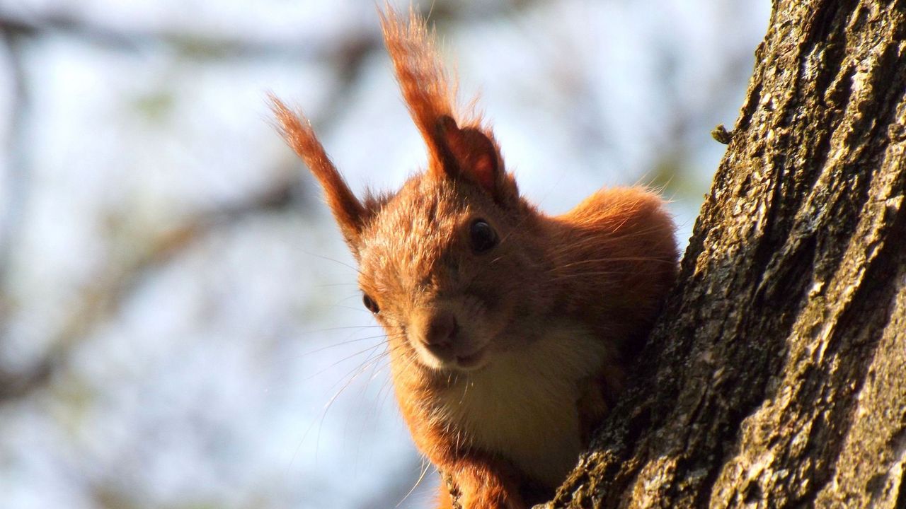 Wallpaper squirrel, tree, swarm up