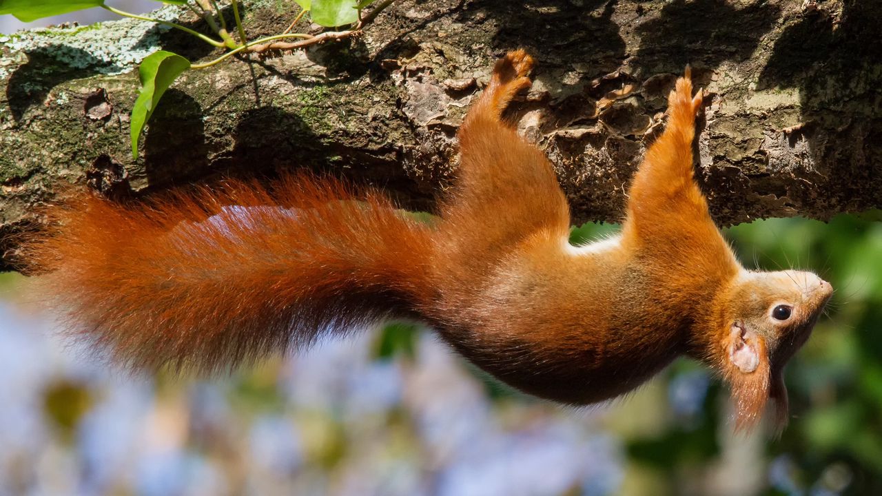 Wallpaper squirrel, tree, upside down