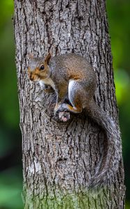 Preview wallpaper squirrel, tree, wildlife, bark