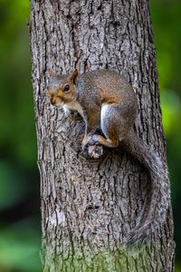 Preview wallpaper squirrel, tree, wildlife, bark