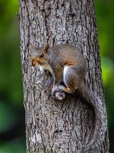 Preview wallpaper squirrel, tree, wildlife, bark