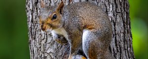 Preview wallpaper squirrel, tree, wildlife, bark