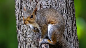 Preview wallpaper squirrel, tree, wildlife, bark