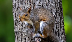 Preview wallpaper squirrel, tree, wildlife, bark