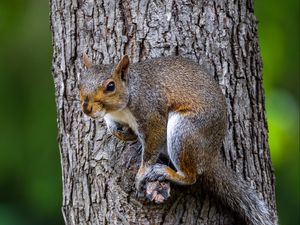 Preview wallpaper squirrel, tree, wildlife, bark