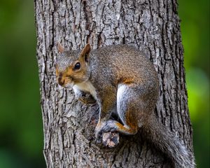 Preview wallpaper squirrel, tree, wildlife, bark