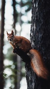 Preview wallpaper squirrel, tree, wildlife, animal, bark