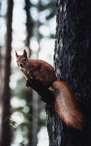 Preview wallpaper squirrel, tree, wildlife, animal, bark