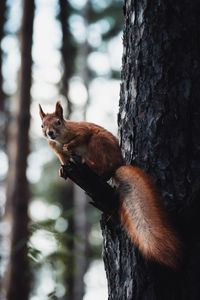 Preview wallpaper squirrel, tree, wildlife, animal, bark