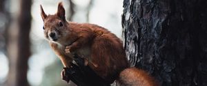 Preview wallpaper squirrel, tree, wildlife, animal, bark