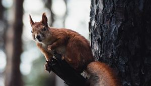 Preview wallpaper squirrel, tree, wildlife, animal, bark