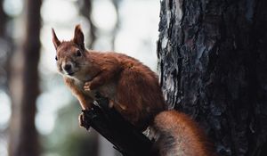 Preview wallpaper squirrel, tree, wildlife, animal, bark