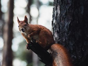 Preview wallpaper squirrel, tree, wildlife, animal, bark