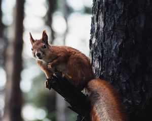 Preview wallpaper squirrel, tree, wildlife, animal, bark