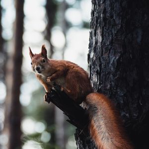 Preview wallpaper squirrel, tree, wildlife, animal, bark