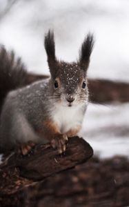 Preview wallpaper squirrel, tree, winter, snow, fear