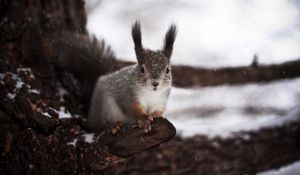 Preview wallpaper squirrel, tree, winter, snow, fear