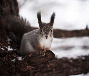 Preview wallpaper squirrel, tree, winter, snow, fear