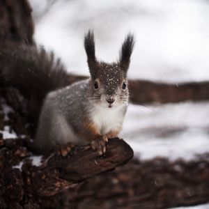 Preview wallpaper squirrel, tree, winter, snow, fear